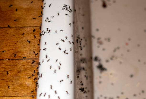 Best Pest Prevention Services  in Trempealeau, WI