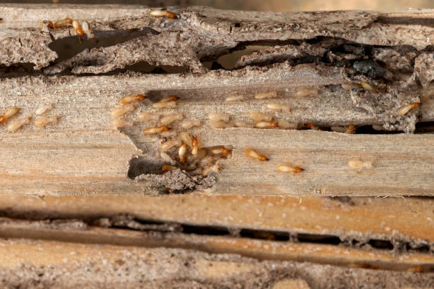 Best Best Pest Control Companies  in Trempealeau, WI
